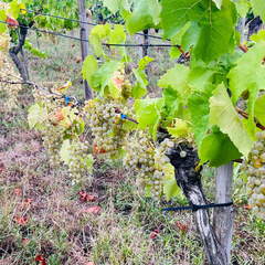 22-09-10 17-38-24 1961